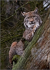 Luchs