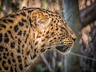 Amurleopard