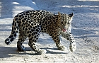 Junger Leopard