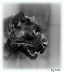 Schwarze Panther