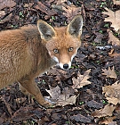 Fuchs (Wildlife)