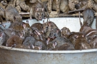Eine Schssel voller Ratten