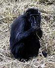 Schopfmakak Zoo Neunkirchen