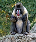 Mandrill