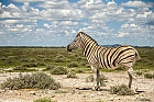 Namibia 2017 Teil 7 Zebra
