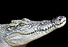 Das weie Krokodil
