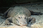 Krokodil gesehen in Tonis Zoo