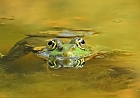 Seefrosch