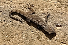 Mauergecko