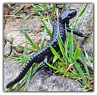 Alpensalamander