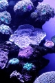 Unterwasserwelt1