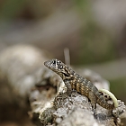 Curly tailed lizard