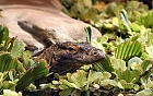 Komodowaran