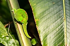 Madagaskar Taggecko "neuer Bildausschnitt"