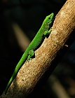 Grosser Madagaskar Taggecko