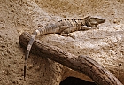 Schwarzer Leguan