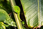 Madagaskar Taggecko