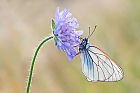 Ein eleganter Schmetterling