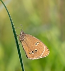 Brauner Waldvogel