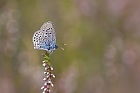 Ein Bluling in der Heide...