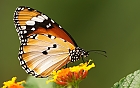 Monarchfalter