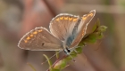 Schmetterling - einmal mehr aus der Provence
