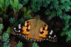 Schmetterling