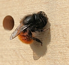 Mauerbienen 1