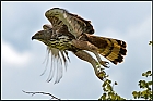 Harris Hawk