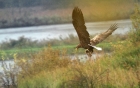 Mein erster Seeadler