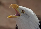 Weikopfseeadler