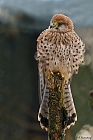 Turmfalke (Falco tinnunculus) W.