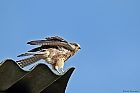 Turmfalke (Falco tinnunculus) Weiblich