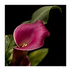 Calla Nr. 2