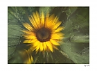 Sonnenblume