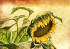 die Sonnenblume