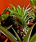 mini ananas