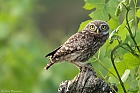 Steinkauz (Athene noctua)