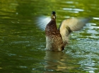 Die Ente der Erleuchtung