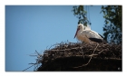 Storch