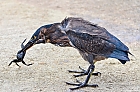 Nahrungskette, Galapagos Reiher mit Krabbe