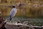 Graureiher (Ardea cinerea)