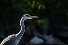 Graureiher (Ardea cinerea)