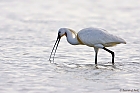 Lffler (Platalea leucorodia)