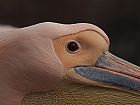 Ein paar Rosa-Pelikane .......
