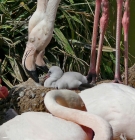 Flamingo-Baby