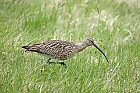 Groer Brachvogel (Numenius arquata)