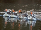 neugieriges Quartett