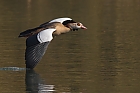 Nilgans