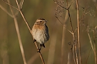 Braunkehlchen